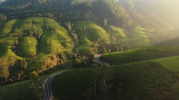 Aerial Drone View Scenery Road Green Mountains Hills Tea Plantations — Wideo stockowe