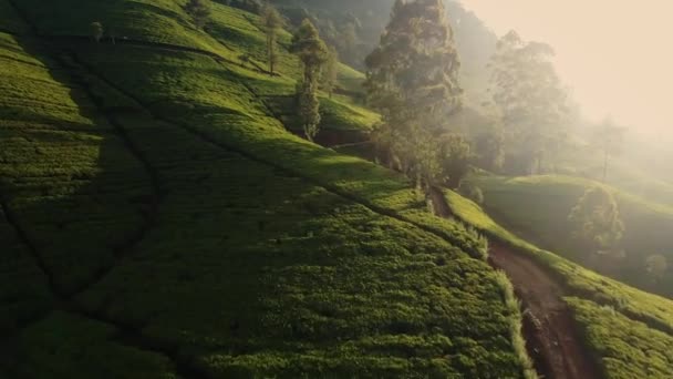 Aerial Drone View Scenery Road Green Mountains Hills Tea Plantations — Vídeo de stock