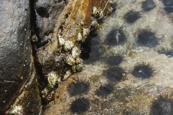 Oysters and sea urchin in the wild on the rock beach of Mirissa Sri Lanka. High quality photo