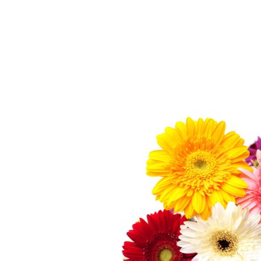 renkli gerbera arka plan