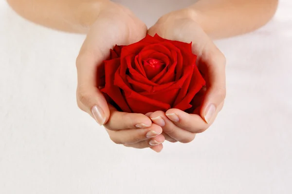 Hermosas manos de mujer con rosa roja — Foto de Stock