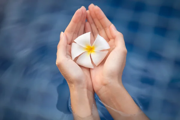 Fiore tropicale plumeria nelle mani della donna — Foto Stock