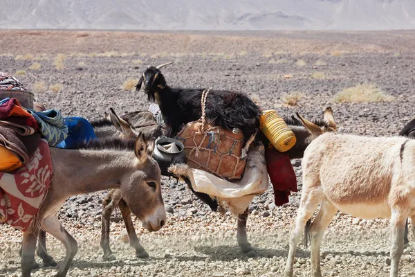 Keledai-keledai pengembara membawa barang-barang dan seekor kambing melewati gurun berbatu — Stok Foto