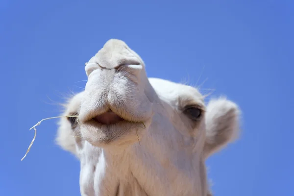 Rostro de un dromedario blanco (camello ). — Foto de Stock