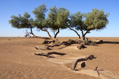 Çölün ortasında ılgın ağaçları (tamarix articulata).