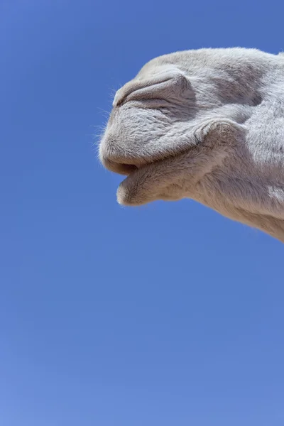 Boca de un dromedario blanco (camello ). — Foto de Stock