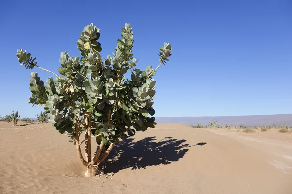 Rubberbush (calotropis procera) in de Saharawoestijn. — Stockfoto