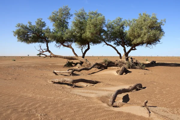 Tamarisk bomen (tamarix articulata) in de woestijn. — Stockfoto