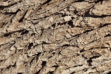 Ilgın ağaç kabuğu (tamarix articulata).