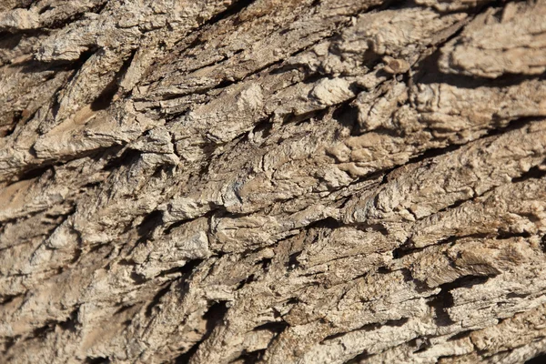 Ilgın ağaç kabuğu (tamarix articulata).