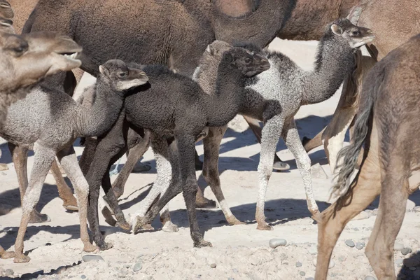 Dromedary küçük bebekler ile hörgüçlü (deve) sürüsü. — Stok fotoğraf