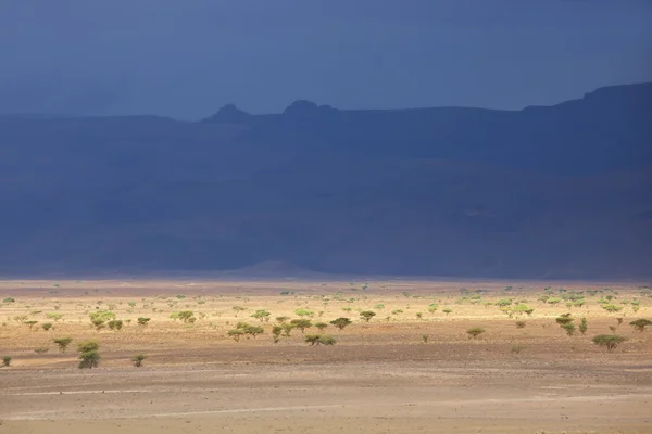 Paesaggio deserto con cielo scuro e alberi di acacia . — Foto Stock