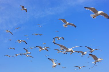 Mavi gökyüzü uçan martıları.