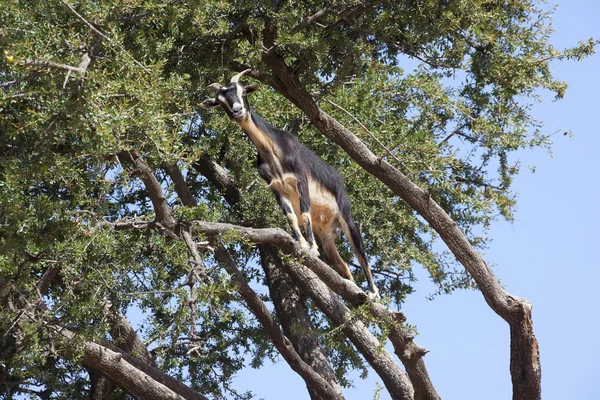 Árvore de Argan (Argania spinosa) com cabra . — Fotografia de Stock