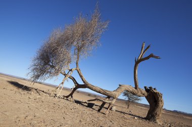 Sahra Çölü Sahra akasya ağacı (akasya raddiana).