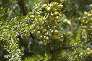 argan ağacı (argania spinosa argan fındık).