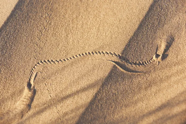 Piste animale dans le sable du désert . — Photo