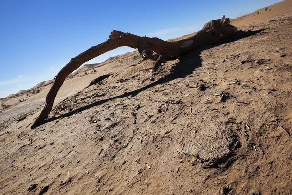 Dead Tamarisk tree branch in the Sahara desert. — Stock Photo, Image