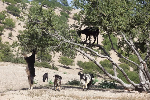 Argan boom (argania spinosa) met geiten. — Stockfoto