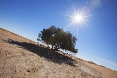 sahara Çölü'nde tek Ilgın ağaç (tamarix articulata).