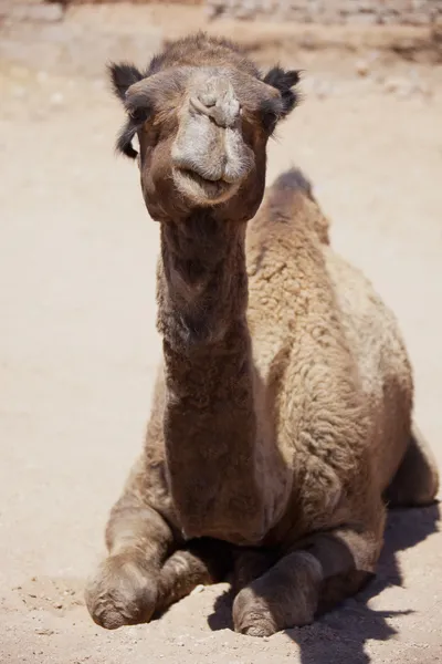 Dromedario (camello) tendido en suelo desértico . — Foto de Stock