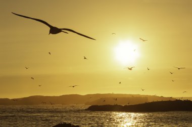 gün batımında gökyüzünde uçan martı ile plaj.