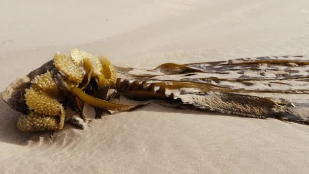 Морские Водоросли Водоросли Морские Овощи Лежащие Песке Пляже Сувейра Марокко — стоковое видео