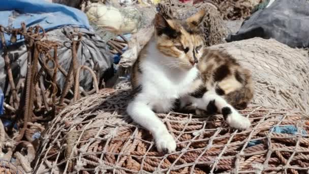 ホームレスのストリート猫は港内の漁網の山に眠っています モロッコエサウイラの放棄された通り — ストック動画