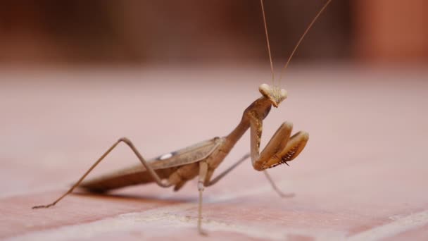 Mantis Ook Wel Bidsprinkhaan Genoemd Insect Close Macro Concept Voor — Stockvideo