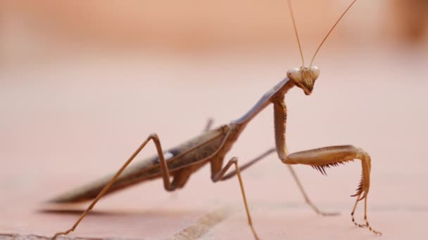 Mantis Även Kallad Bedjande Mantis Insekt Närbild Makro Begreppet Insekter — Stockvideo