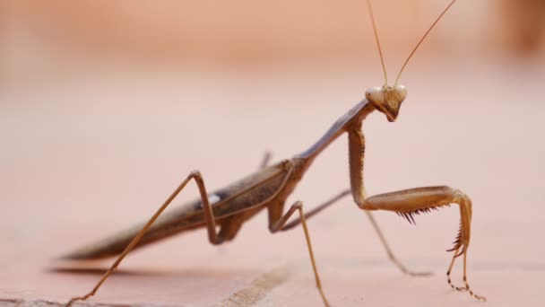 Mante Aussi Appelée Mante Priante Insecte Gros Plan Macro Concept — Video