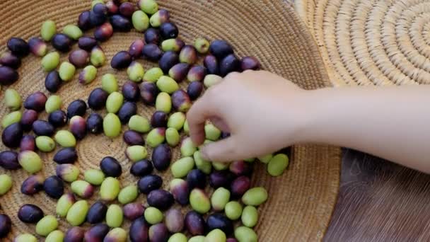 Reife Rohe Grüne Und Schwarze Marokkanische Oliven Werden Aussortiert Grüne — Stockvideo