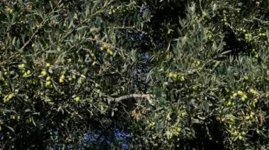 Zeytin ağacı (Olea europaea), olgun yeşil zeytin meyveleriyle rüzgarda sallanır. Çevresel doğa arka planı.