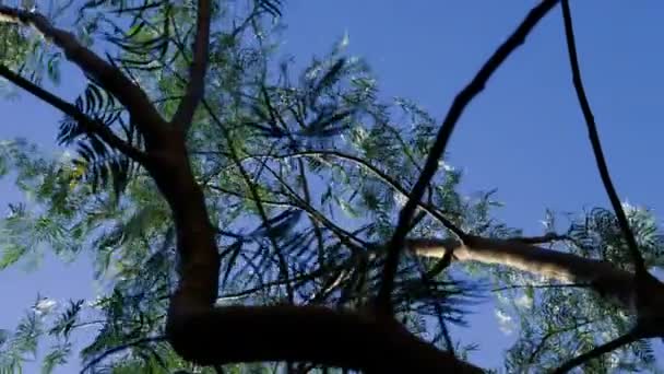 Fałszywe Drzewo Pieprzowe Kret Schinusa Przeciwko Błękitnemu Niebu Gałęzie Kołyszą — Wideo stockowe