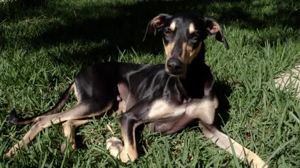 Beautiful Young Black Sloughi Greyhound Dog Nicknamed Arabian