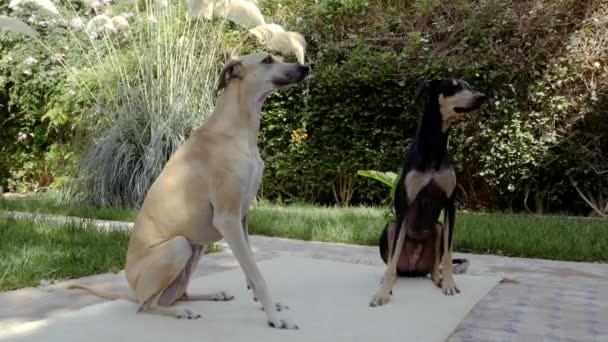 Treinamento Obediência Com Dois Cães Sloughi Galgo Apelidado Galgo Árabe — Vídeo de Stock