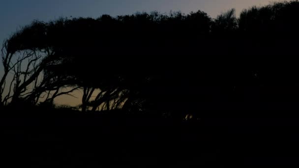 在摩洛哥埃索乌拉 日出时分刮风的桉树的轮廓 自然背景 — 图库视频影像