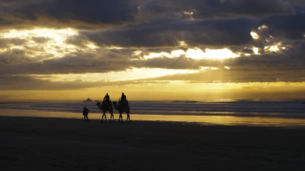 Silhouetten Von Kamelen Dromedaren Bei Sonnenuntergang Strand Von Essaouira Marokko — Stockvideo