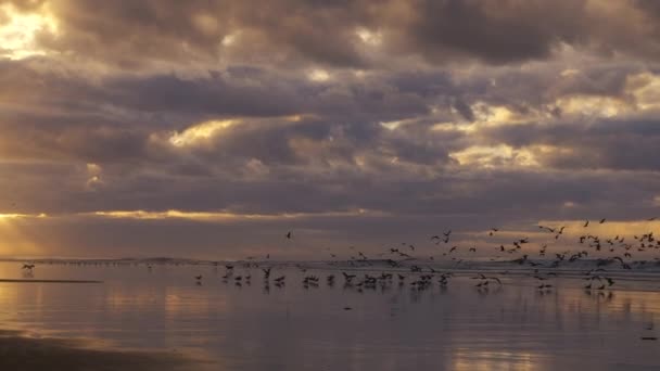 美丽而宁静的海滩风景 夕阳西下 多云的天空 一群海鸥飞翔 以及摩洛哥埃索乌拉的入海口波浪 大自然的美丽背景镜头 慢动作 — 图库视频影像