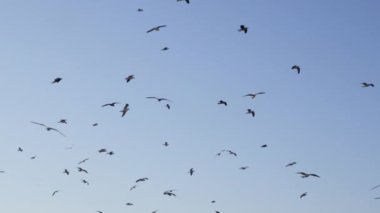 Mavi gökyüzüne karşı uçan martılar. Essaouira, Fas, Atlantik kıyısı. Hayvan arkaplanı.