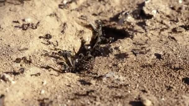 Μαύρα Μυρμήγκια Ιπτάμενα Μυρμήγκια Κοντά Μια Τρύπα Φωλιά Απασχολημένη Δουλειά — Αρχείο Βίντεο