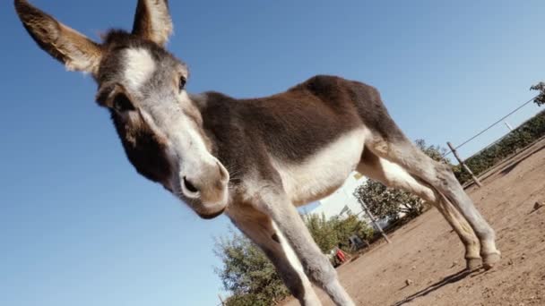 Nyfiken Söt Åsna Närbild Mot Blå Himmel Låg Vinkel — Stockvideo