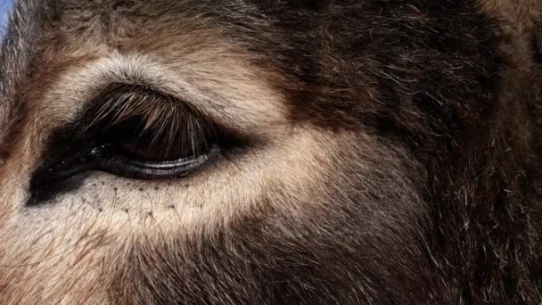 Krásné Oslí Oko Detailní Záběr Pohled Pozadí Zvířete Záběry — Stock video