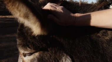 Okşamak, sevimli bir eşeği okşamak. Essaouira, Marakeş, Fas 'ta bir hayvan barınağında sevgi ve ilgi gösteriyorlar..