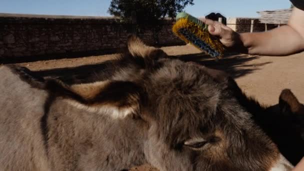 ロバを磨く モロッコマラケシュのエサオイラの動物保護区でのロバの世話グルーミング — ストック動画