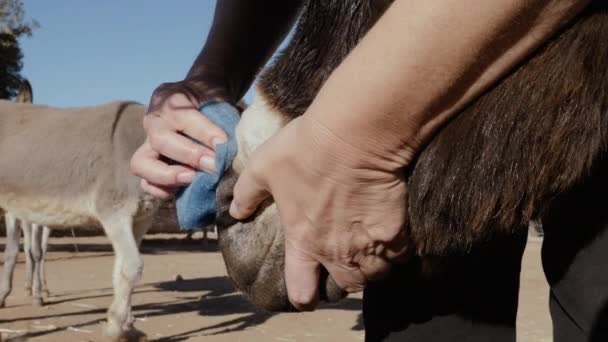 Reinigung Der Nase Eines Esels Eselpflege Einem Tierheim Essaouira Marrakesch — Stockvideo