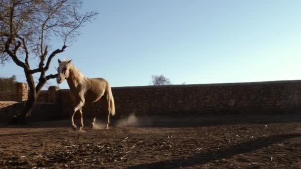 Beau Cheval Brun Arabo Berbère Trotte Joyeusement Ralenti Soleil Soir — Video