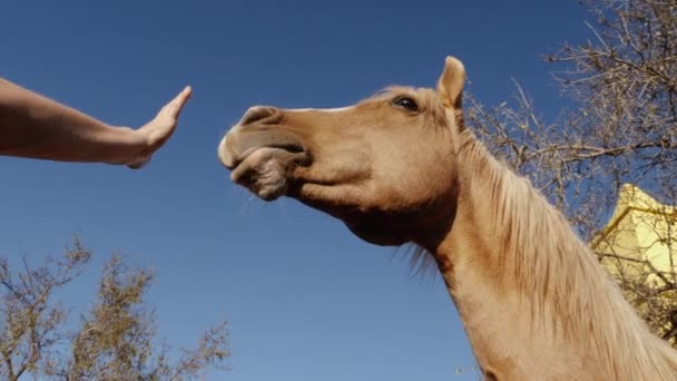 Beau Cheval Brun Arabo Berbère Trotte Joyeusement Ralenti Soleil Soir — Video