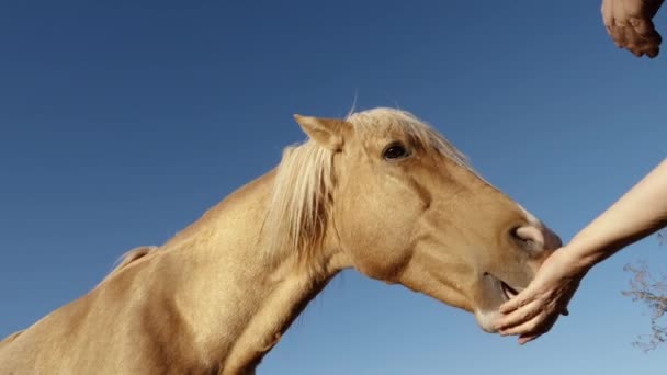 Kuda Coklat Yang Cantik Makan Apel Penutup Tangan Menawarkan Sepotong — Stok Video