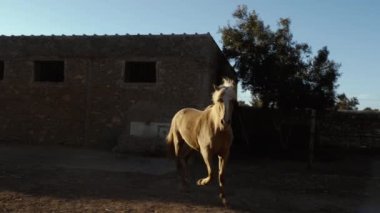 Güzel, kahverengi bir Arap-Berber atı Fas 'ta bir çiftlikte akşam güneşinde yavaş çekimde mutlu bir şekilde koşuyor. Hayvan güzelliği ve gücü kavramı.